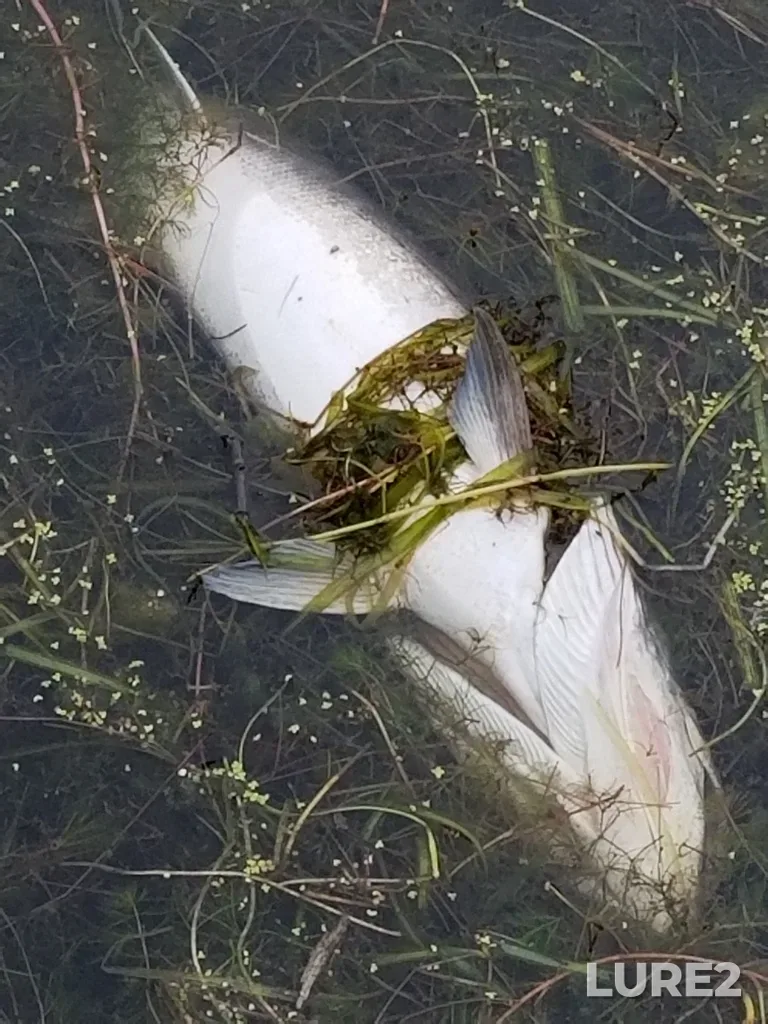 Muskellunge — Brown's Inlet, Aug 29, 2020, 1:16 PM