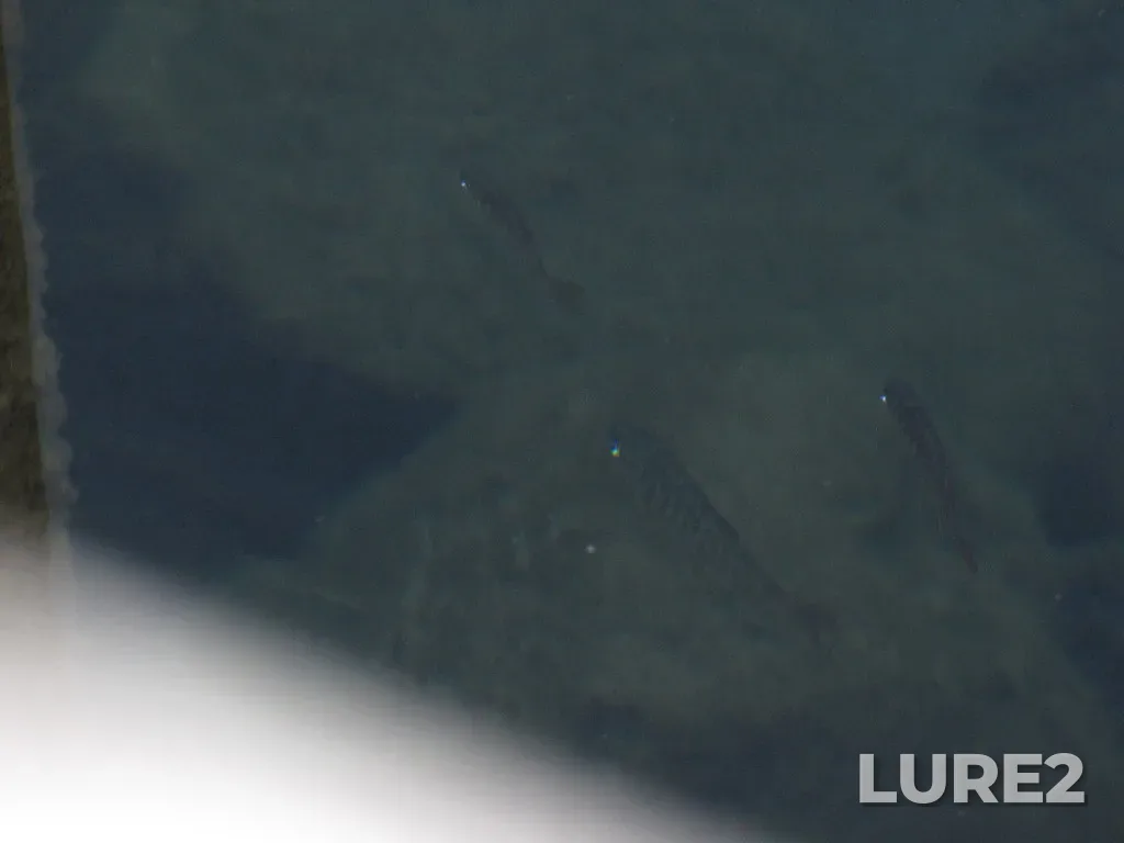 Coho salmon — Nanaimo River, Aug 15, 2020, 6:48 PM