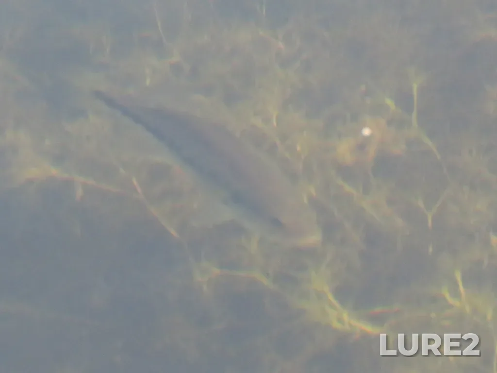 Largemouth bass — Rabbit Lake, Aug 29, 2020, 6:58 PM