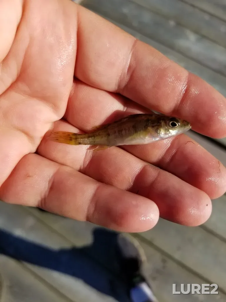 Yellow perch — Rabbit Lake, Aug 30, 2020, 8:59 AM