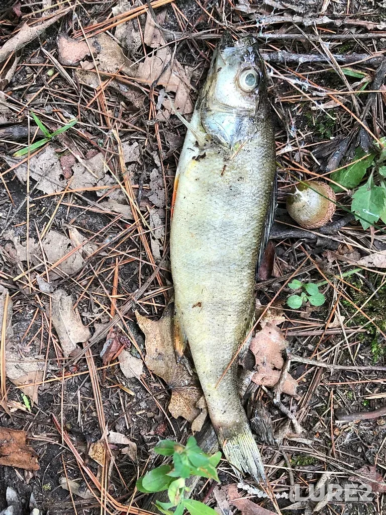 Yellow perch — Bond Lake, Aug 30, 2020, 12:04 PM