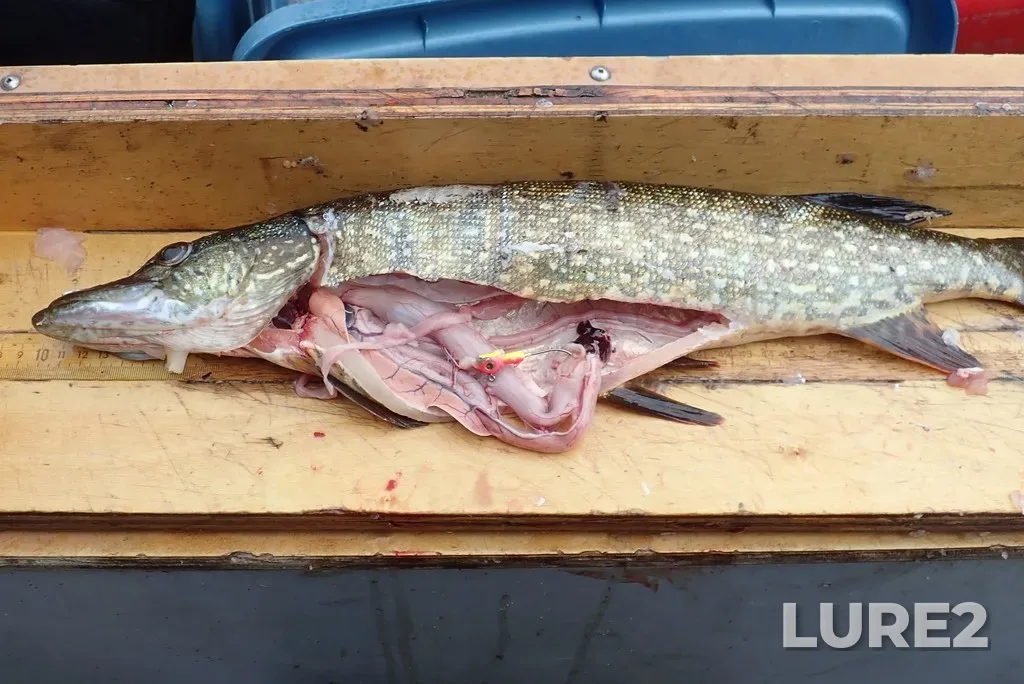 Pike — White Lake, Aug 31, 2020, 1:54 PM