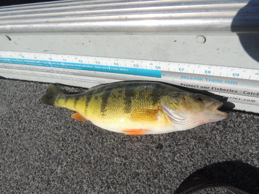 Yellow perch — Lake Simcoe, Apr 13, 2017