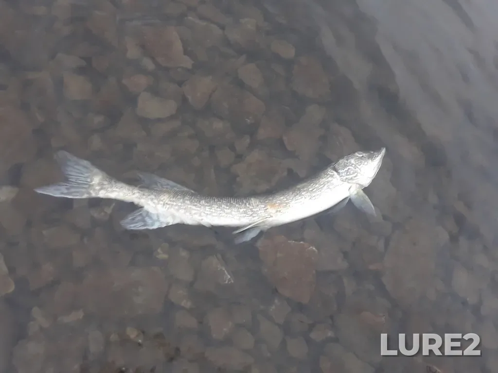 Pike — Lake Saint-Louis, Sep 24, 2020, 6:32 PM
