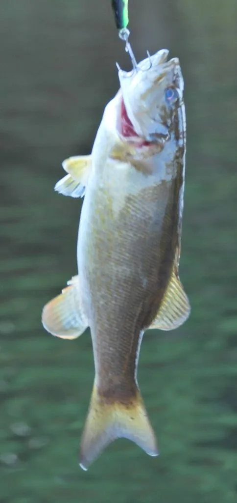 Smallmouth bass — Gould Lake, Sep 24, 2020