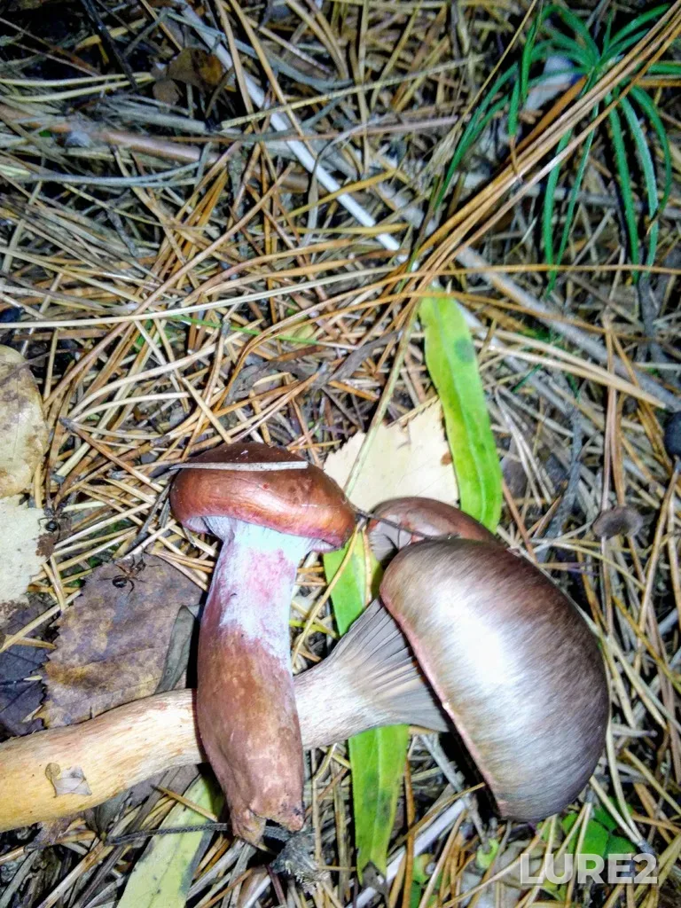 Roach — protoka Staryy Irtysh, Sep 25, 2020, 6:13 PM
