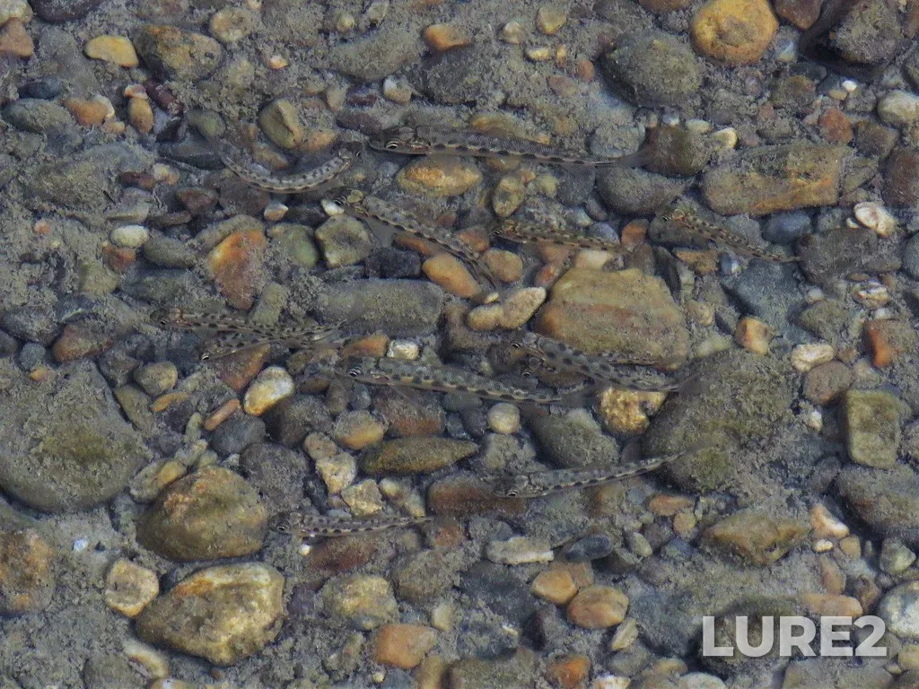 Mountain whitefish — Hector Lake, Sep 27, 2020, 3:03 PM