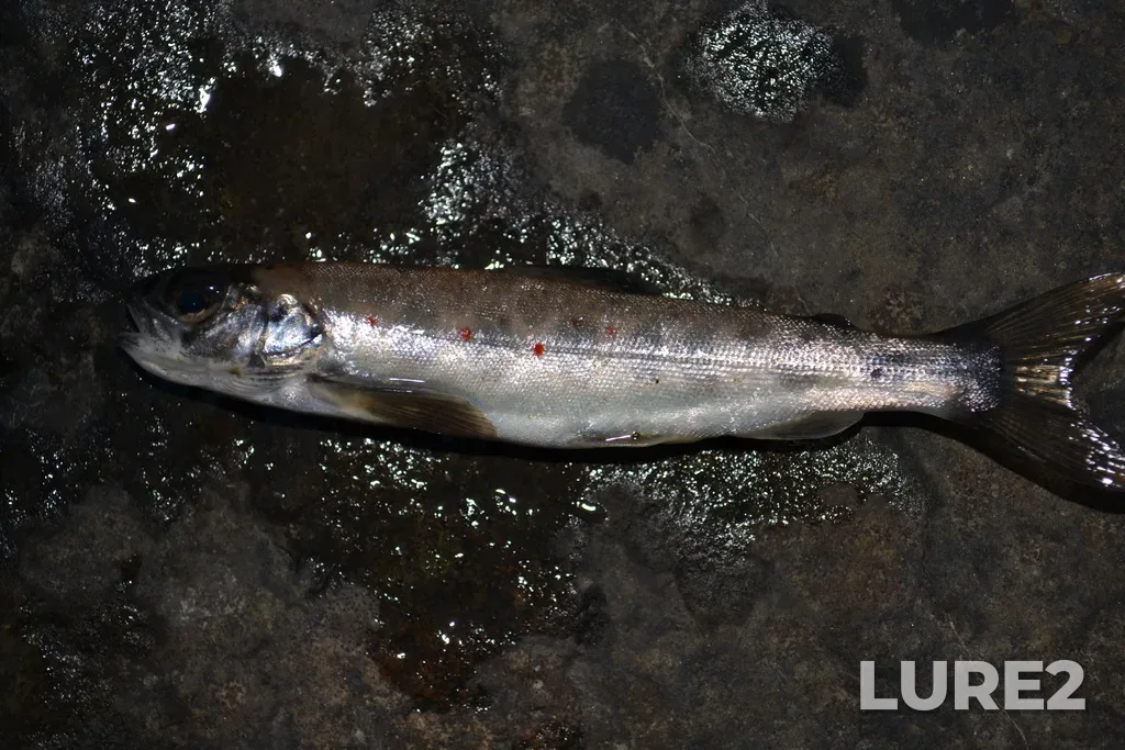 Atlantic salmon — Rivière Rimouski, Oct 01, 2020, 6:09 PM