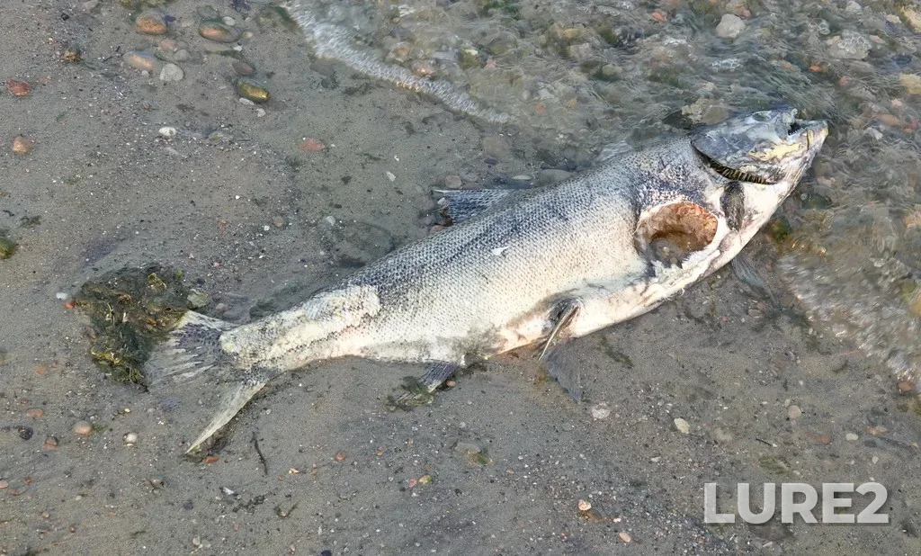 Chinook salmon — Main Harbour Channel, Oct 10, 2020, 7:28 AM