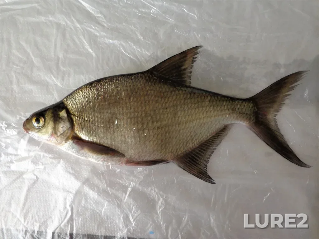 Bream — Uvod, Oct 11, 2020, 10:54 AM