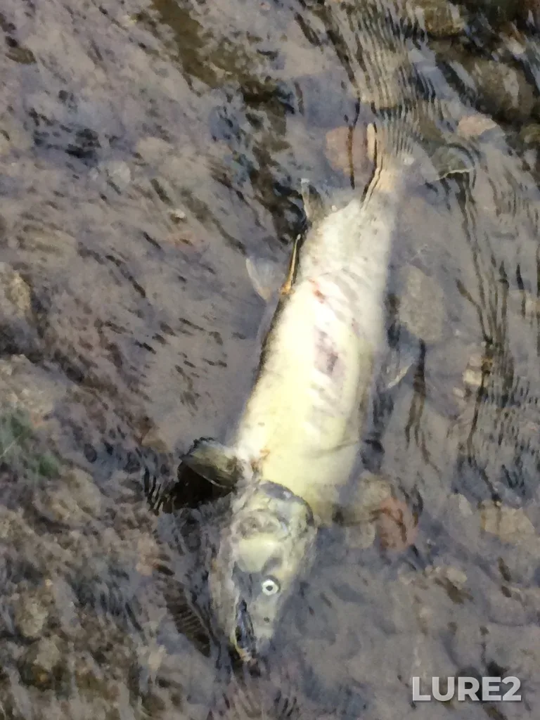 Chum salmon — Coquitlam River, Oct 15, 2020, 5:50 PM
