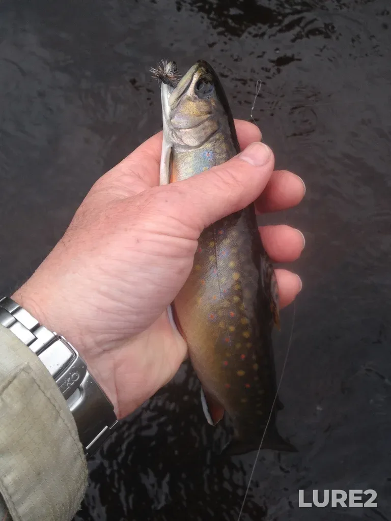 Brook trout — Nine Mile River, Apr 23, 2016, 12:13 PM