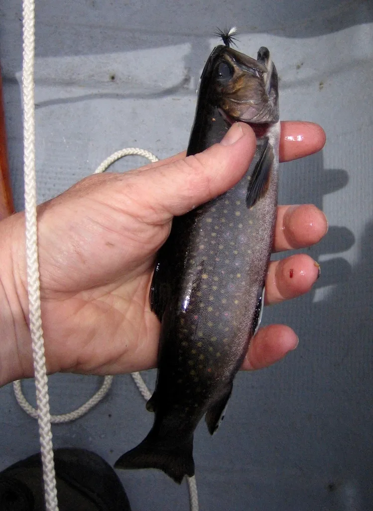 Brook trout — Mersey River, May 14, 2012