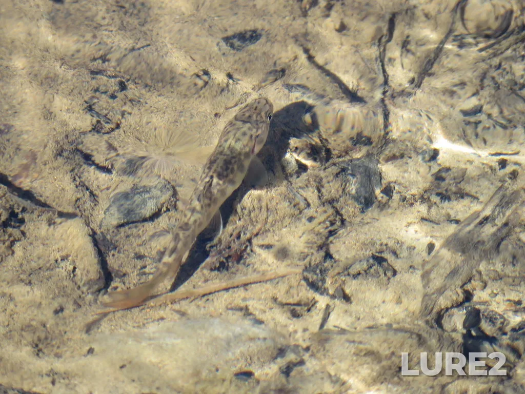 Brook trout — Emerald River, Oct 02, 2020, 2:19 PM