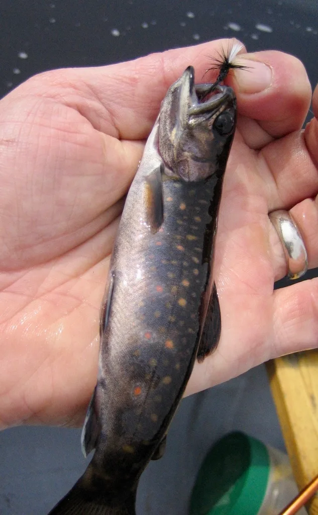 Brook trout — Mersey River, May 14, 2012