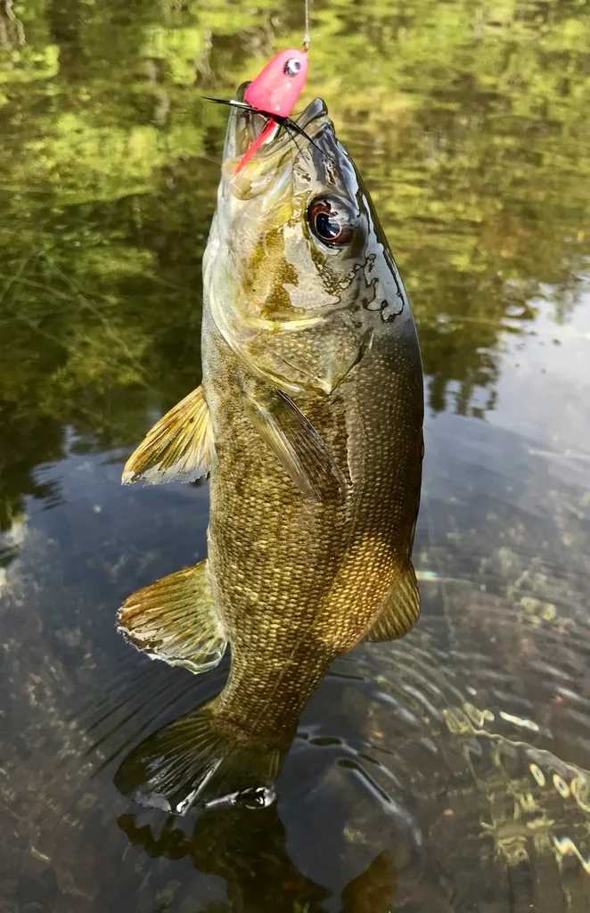 Smallmouth bass — Fancy Lake, Aug 29, 2020
