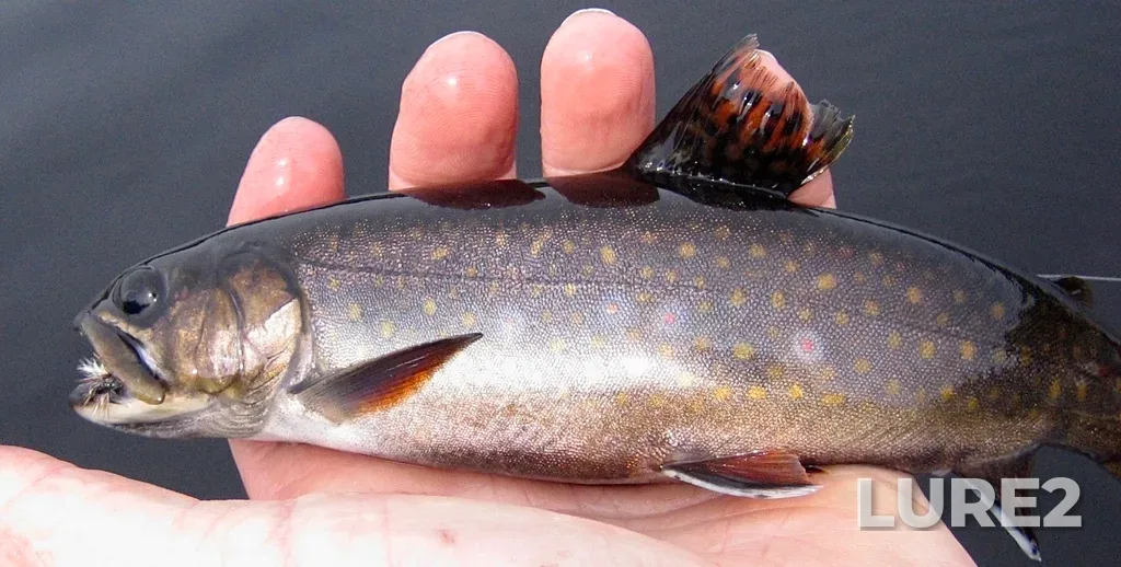 Brook trout — Mersey River, May 14, 2012, 10:15 AM