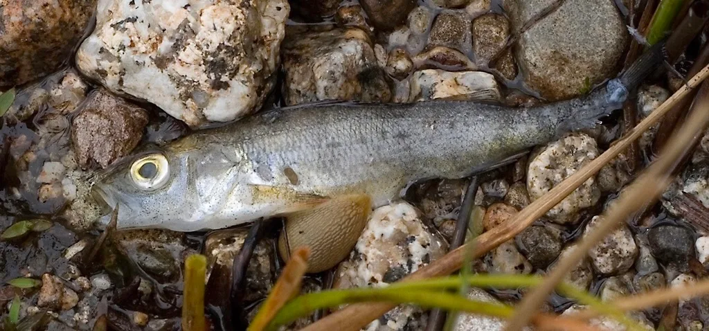 Yellow perch — Mountain and Cobrielle Lakes, May 22, 2011