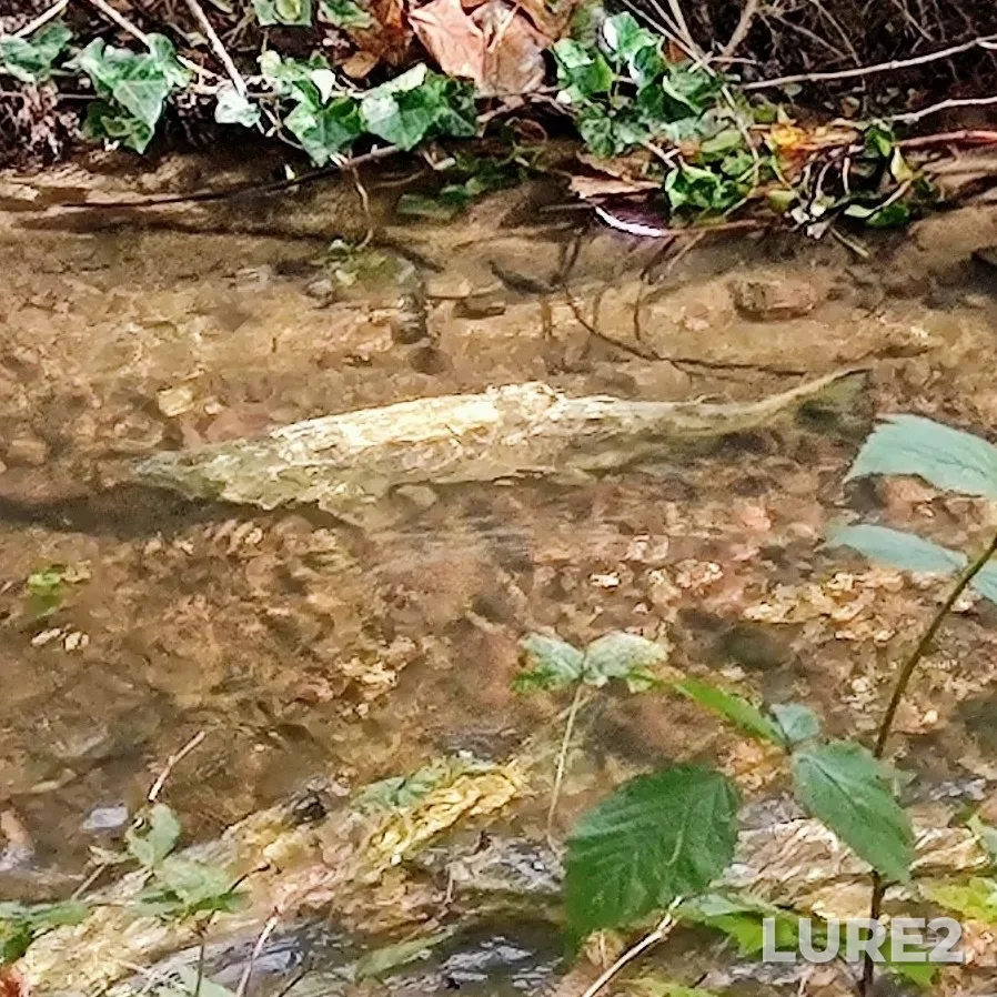 Chum salmon — Burnaby Lake, Oct 25, 2020, 2:42 PM