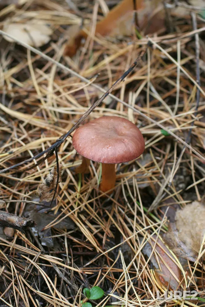 Roach — Russia, Novosibirsk Academy Town, the pine forest between Pirogova street and the railroad, Sep 18, 2020, 5:33 PM