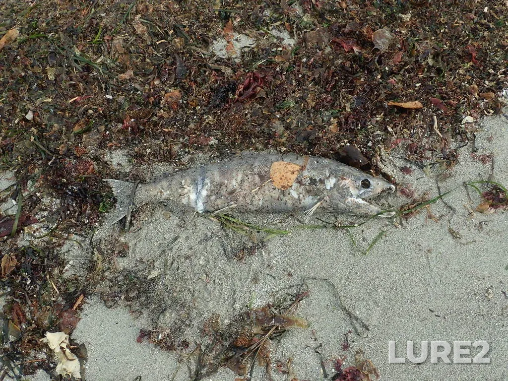 Chum salmon — Comox Harbour, Nov 02, 2020, 9:57 AM