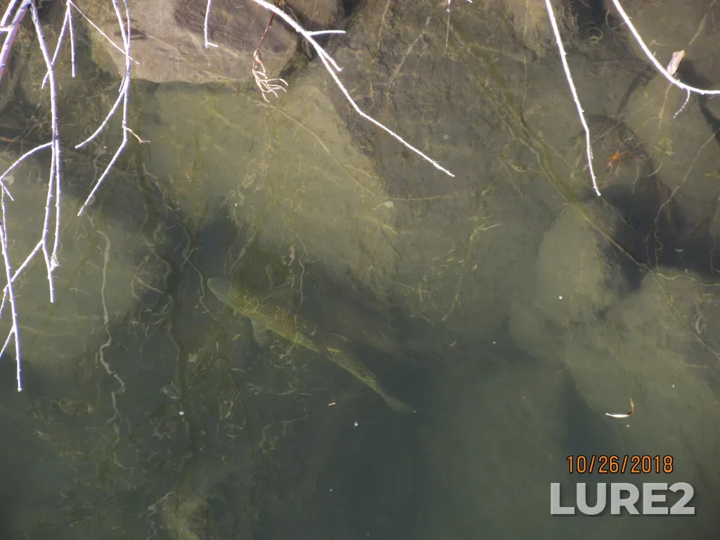 Rainbow trout — Oldman River, Oct 26, 2018, 2:50 PM
