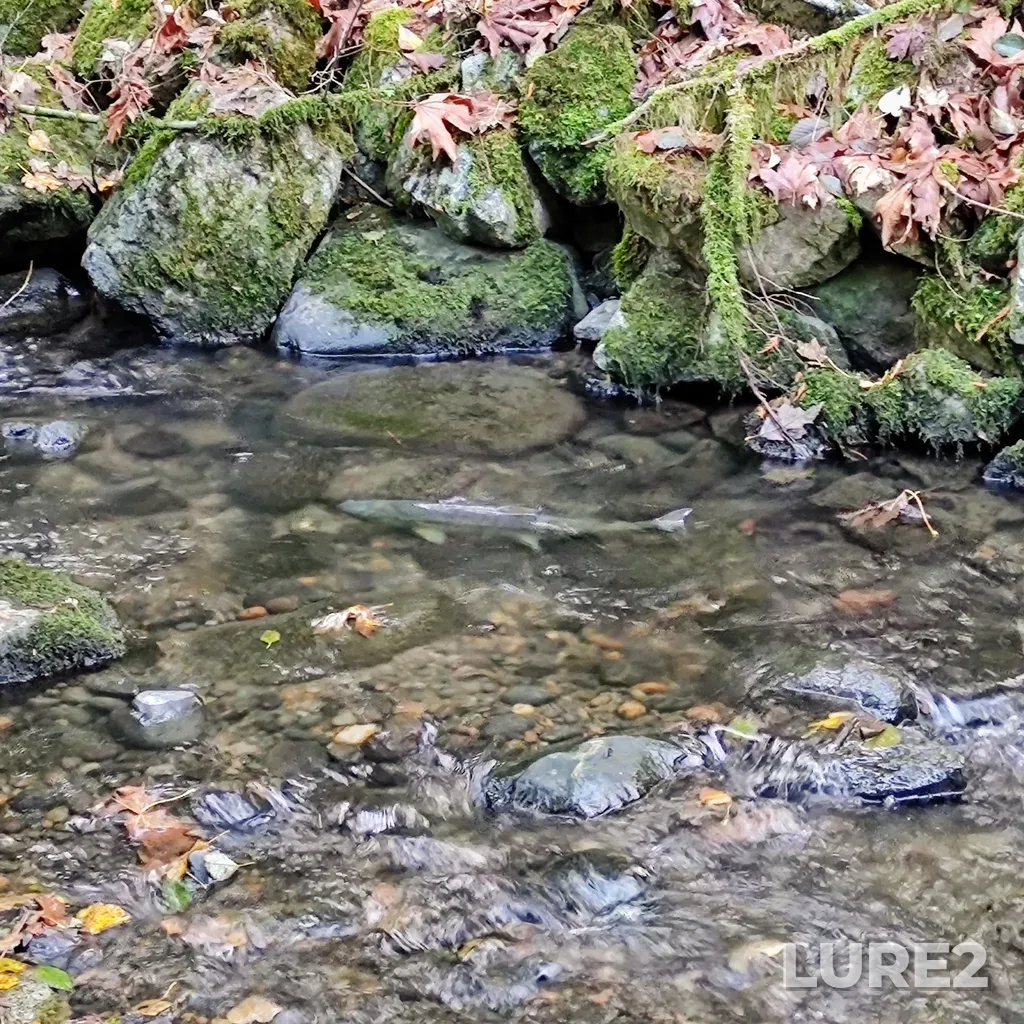Chum salmon — Serpentine River, Nov 07, 2020, 3:55 PM