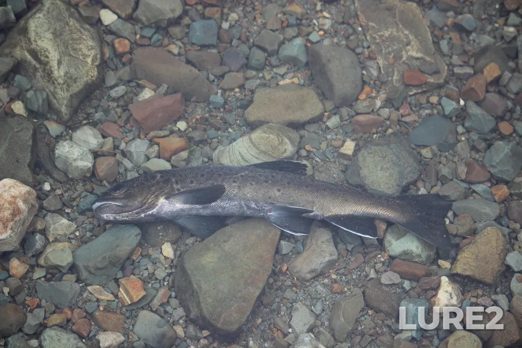 Brown trout — Virginia Lake, Nov 10, 2020, 1:15 PM