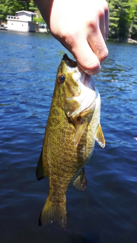 Smallmouth bass — Lake Huron, Jun 2, 2017