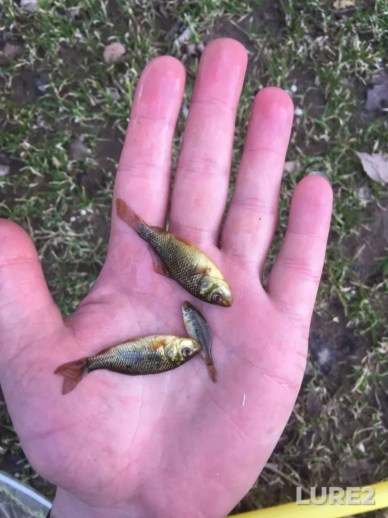 Crucian carp — Pobedikha, Aleshkovskiy, Nizhegorodskaya oblast, RU, Apr 28, 2020, 5:59 PM