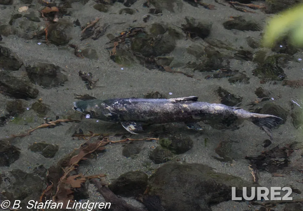 Chum salmon — Nanaimo River, Nov 14, 2020, 10:23 AM