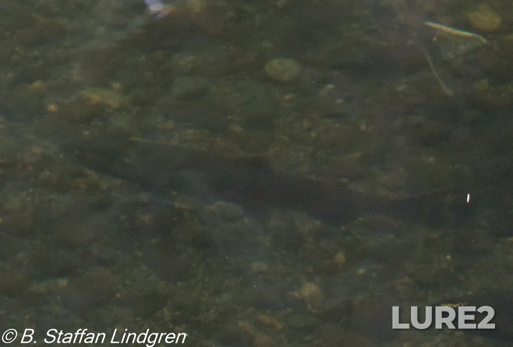 Coho salmon — Nanaimo River, Nov 14, 2020, 10:40 AM