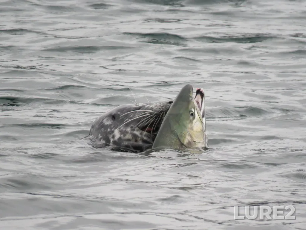Chum salmon — Sooke Inlet, Nov 12, 2020, 3:07 PM
