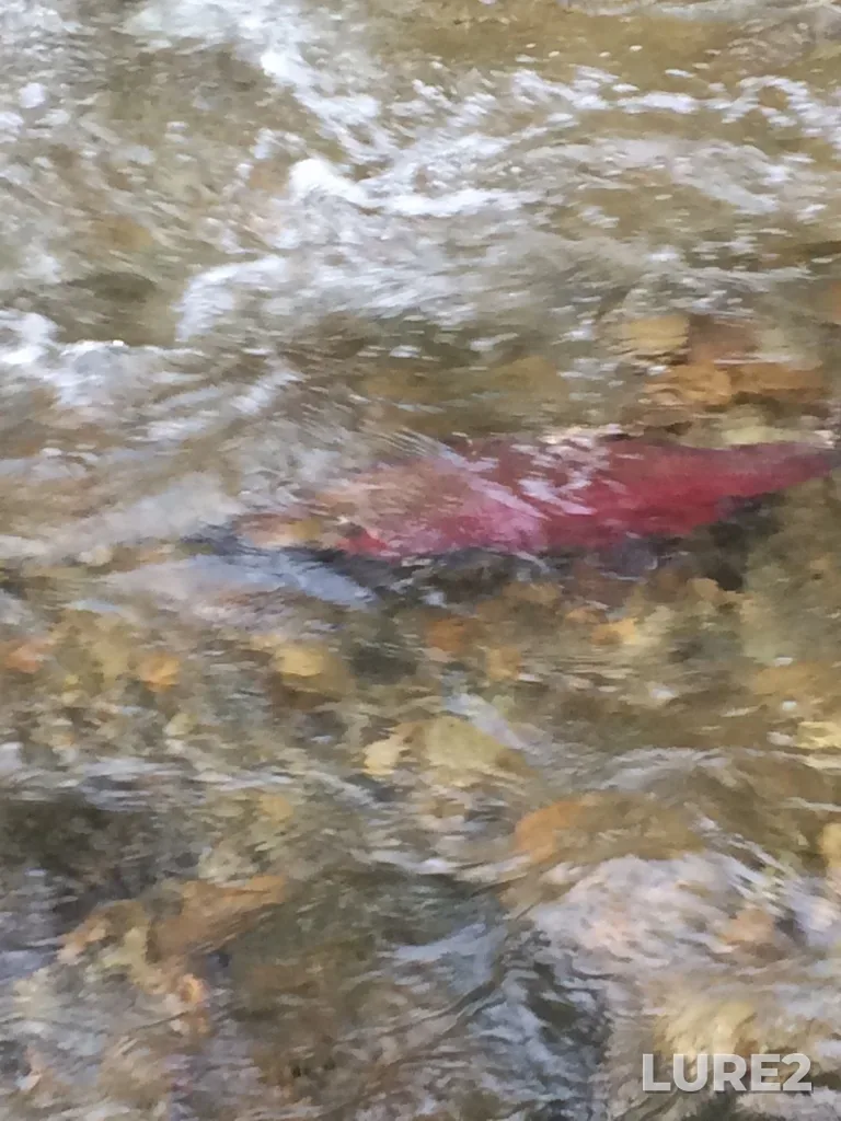 Coho salmon — Coquitlam River, Nov 27, 2020, 12:44 PM