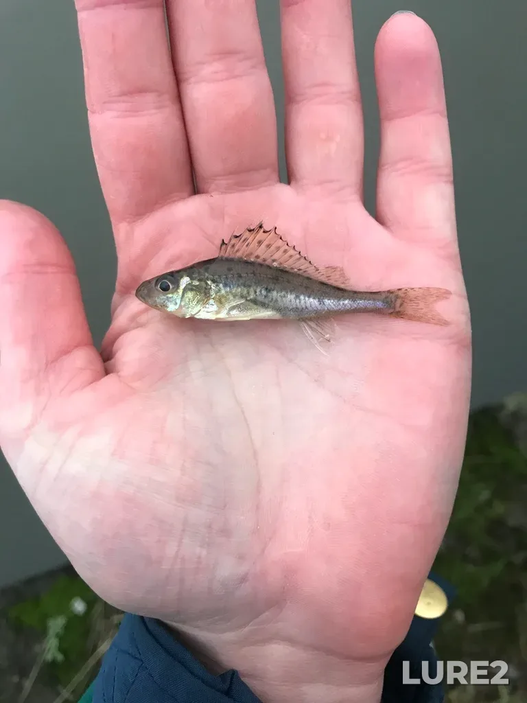Ruffe — Dudergofskiy kanal, Nov 28, 2020, 3:07 PM