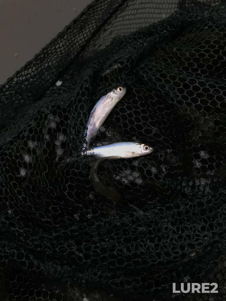 Roach — Dudergofskiy kanal, Nov 28, 2020, 2:43 PM