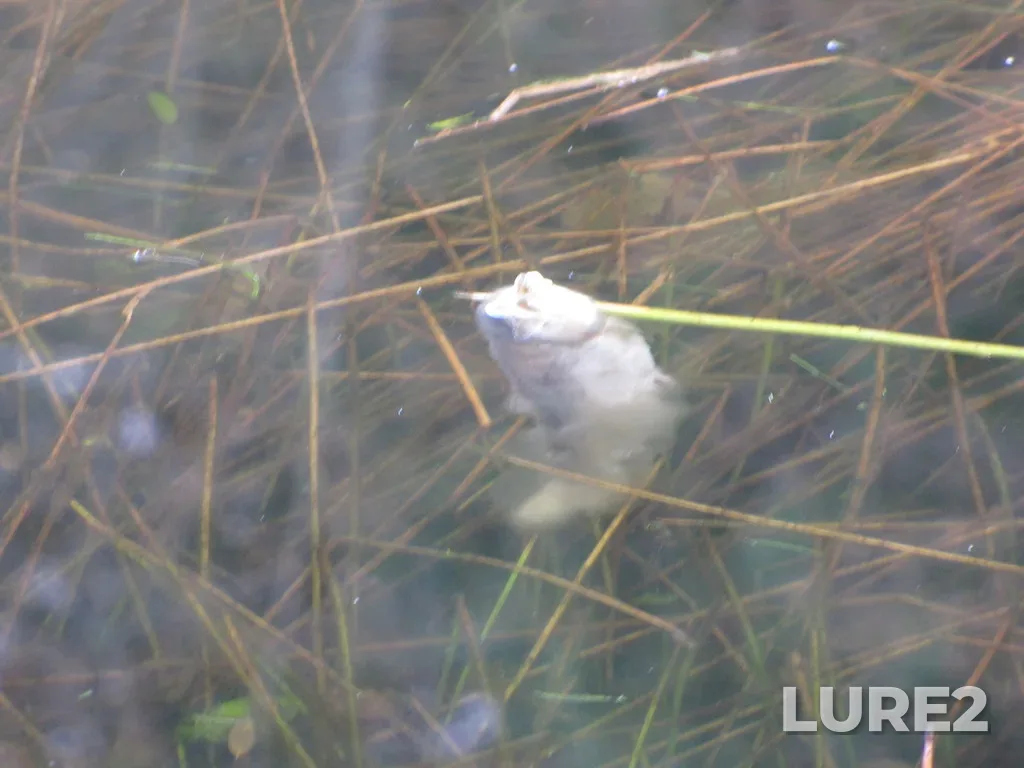 Rainbow trout — Chemainus River, Dec 12, 2020, 1:11 PM