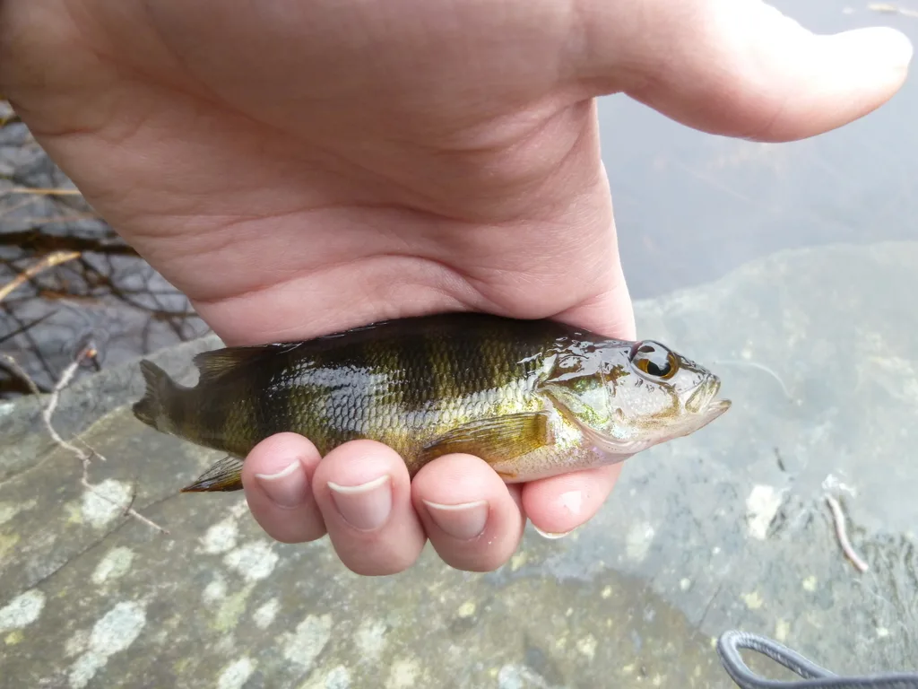 Yellow perch — Mersey River, Apr 29, 2011
