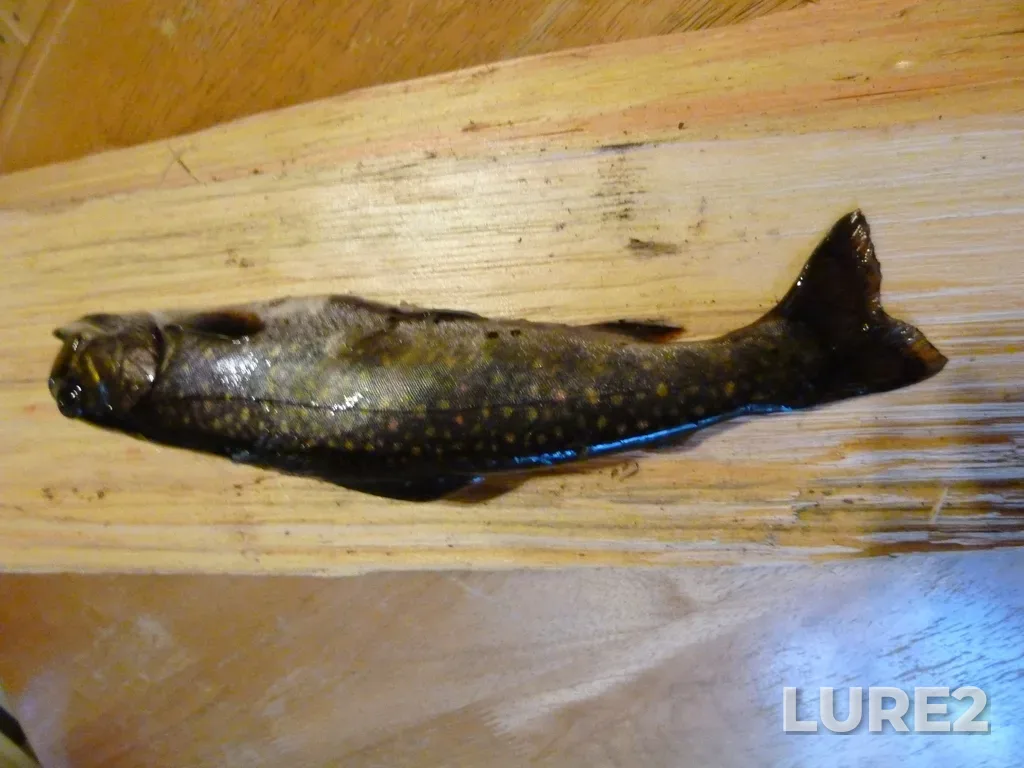 Brook trout — Mersey River, Apr 27, 2011, 7:04 PM