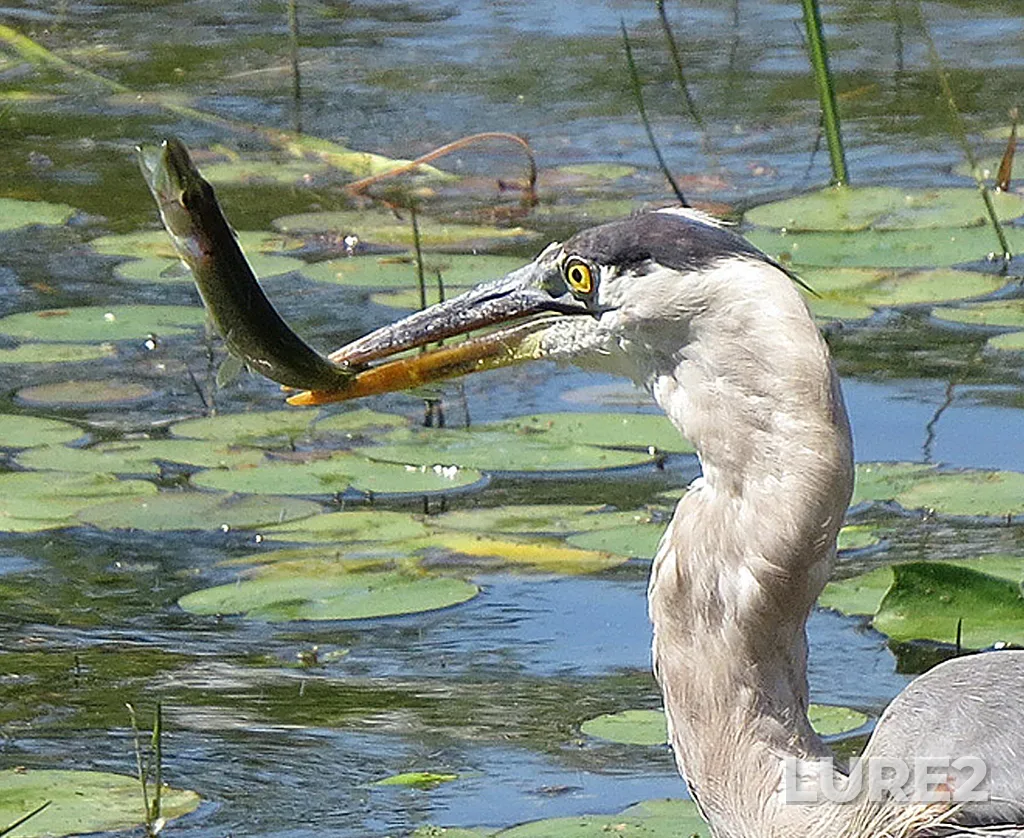 Pike — Ottawa River, Jul 29, 2020, 2:23 PM