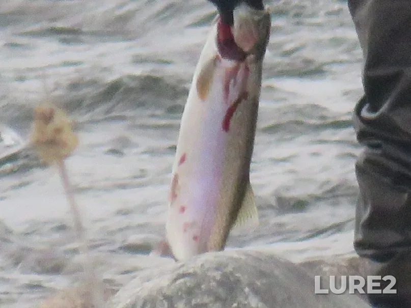 Rainbow trout — Saint Mary's Falls, Dec 18, 2020
