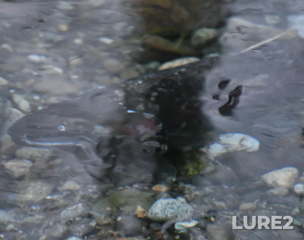 Coho salmon — Vedder River, Dec 12, 2020, 6:47 PM