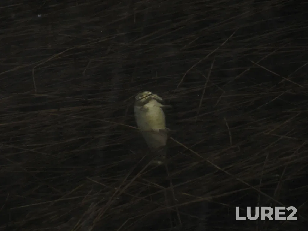 Rainbow trout — Chemainus Lake, Dec 26, 2020, 2:46 PM