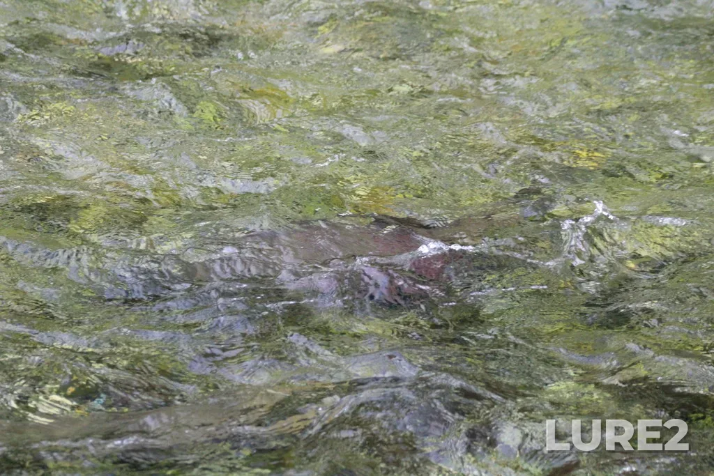 Chum salmon — Elcho Harbour, Aug 24, 2020, 1:10 PM