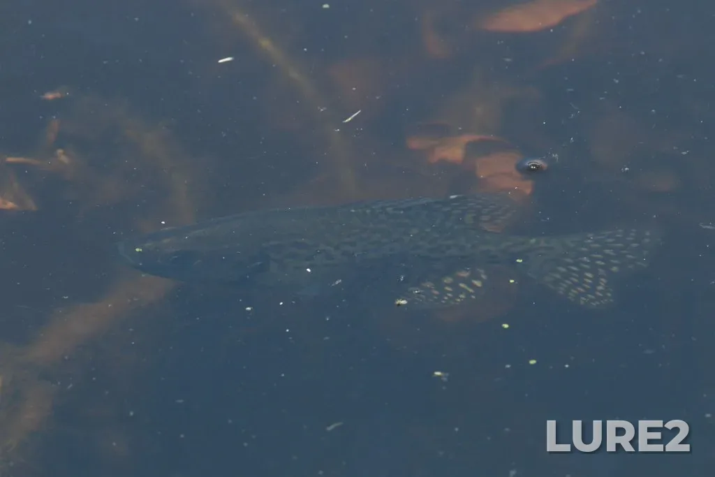 Black crappie — Lake Pond, May 07, 2018, 11:28 AM
