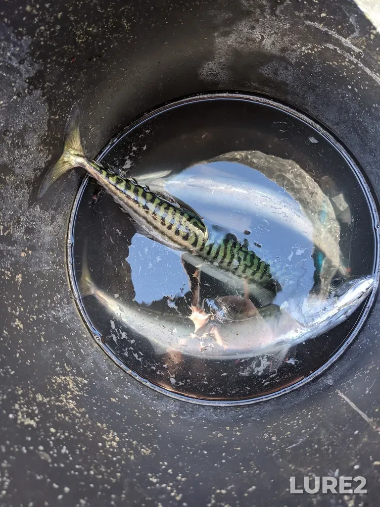 Atlantic mackerel — Strait of Canso, Nov 01, 2020, 11:46 AM