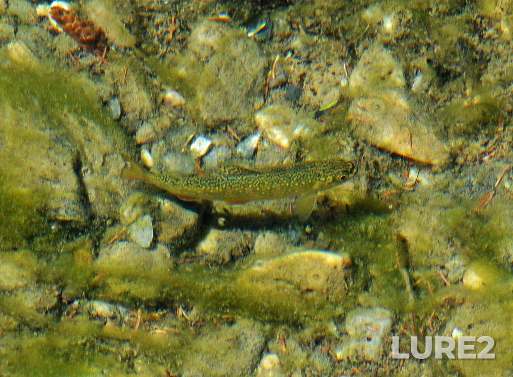 Brook trout — Mistaya River, Jul 23, 2014, 3:35 PM