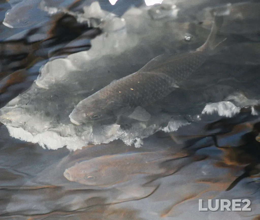 Carp — Angara, Jan 22, 2021, 1:34 PM
