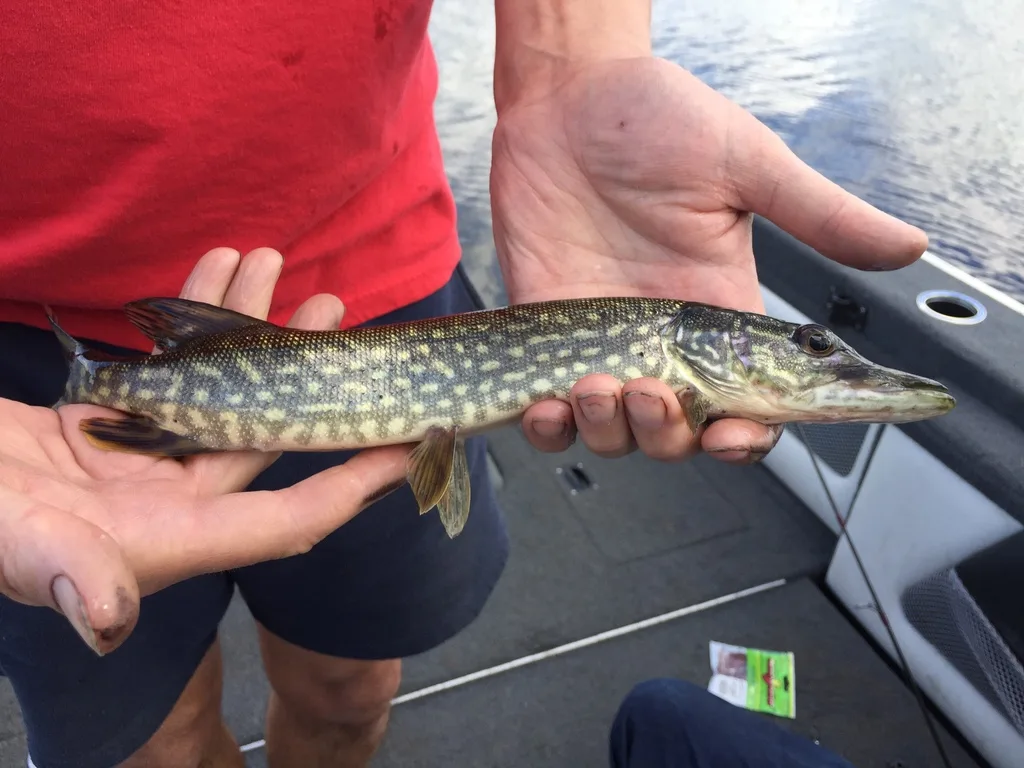 Pike — Lake Nosbonsing, Jul 3, 2017