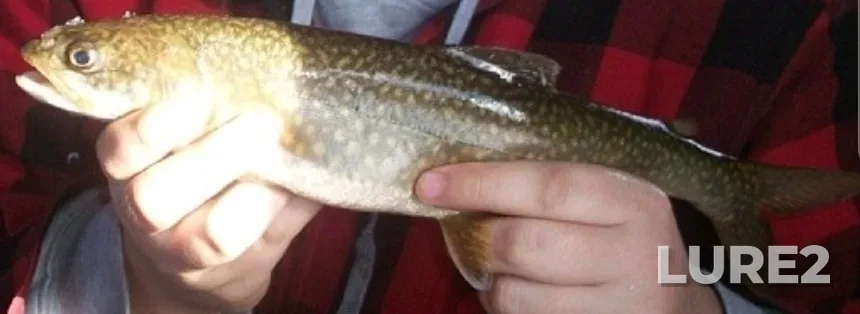 Lake trout — Wawa Lake, Mar 01, 2014